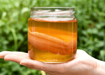 Chiết xuất Kombucha thu được từ quá trình lên men trà