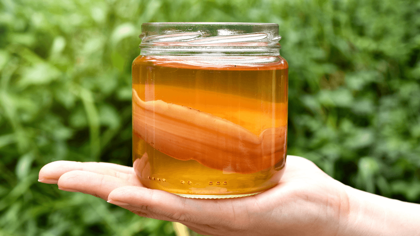 Chiết xuất Kombucha thu được từ quá trình lên men trà