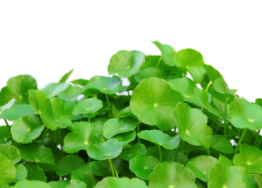 Chiết xuất rau má là thành phần tự nhiên quý giá