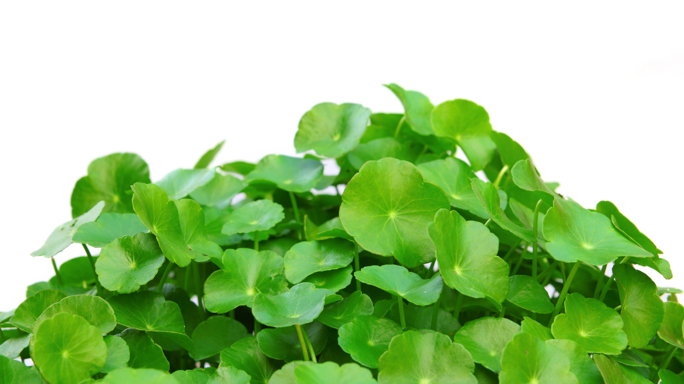 Chiết xuất rau má là thành phần tự nhiên quý giá