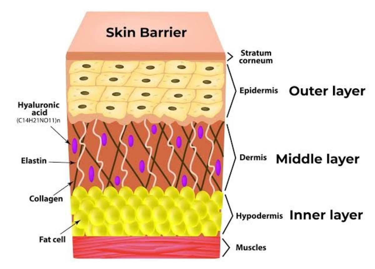skin barrier