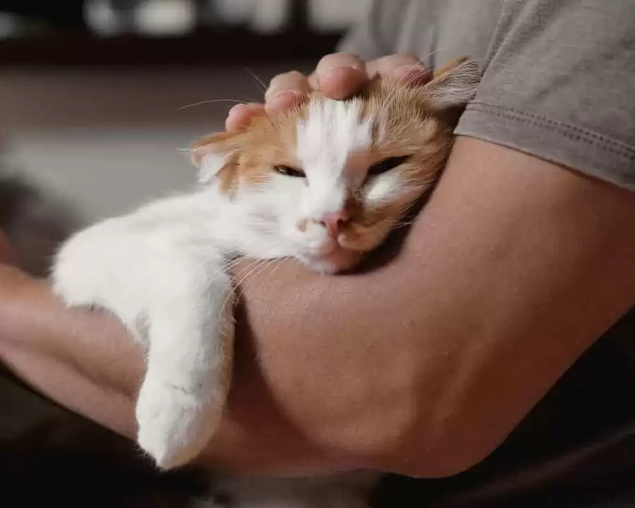 Da và lông của thú cưng đóng vai trò quan trọng đối với sức khỏe của chúng