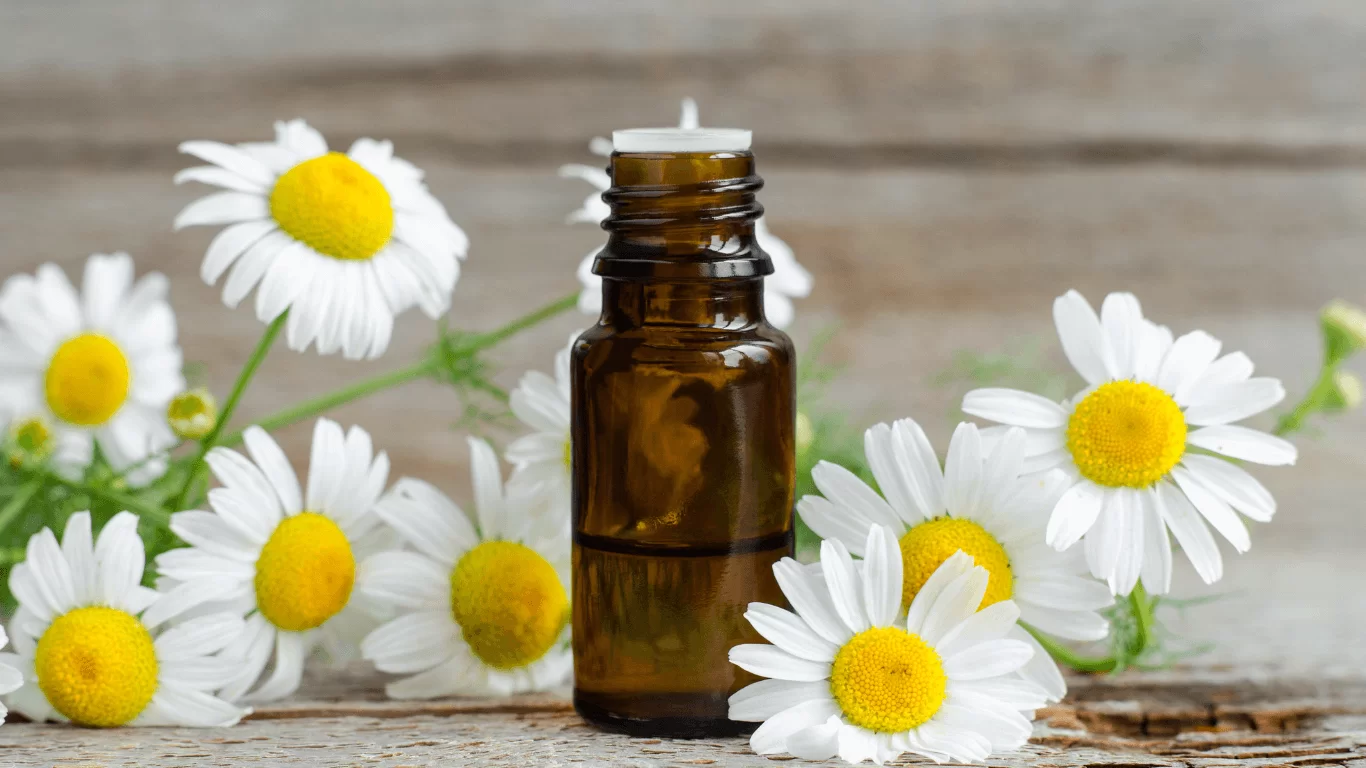 Hoa cúc La Mã có nhiều hợp chất có tác dụng tốt cho làn da và sức khỏe